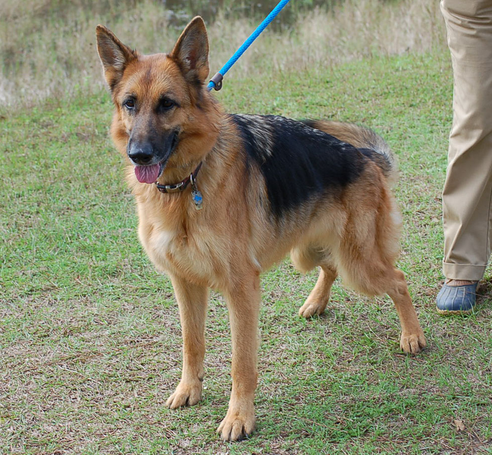 DUCHESS (4) Rescue Dog Village Guardian, Inc.